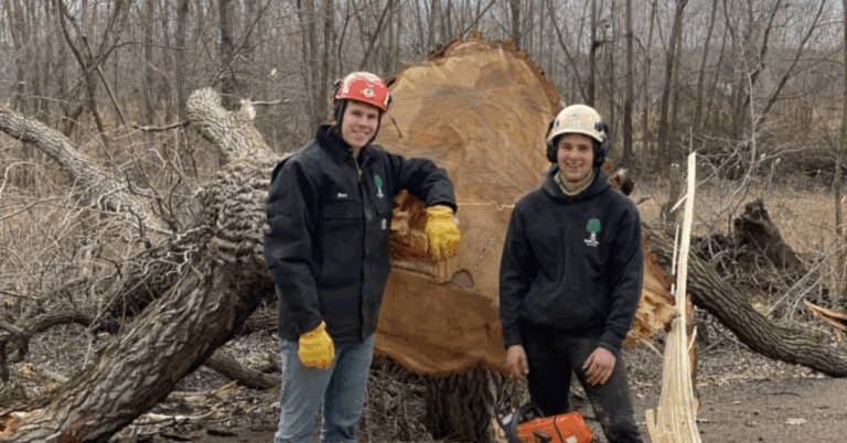 Understanding the Importance of Tree Removal for Safety and Landscape Health